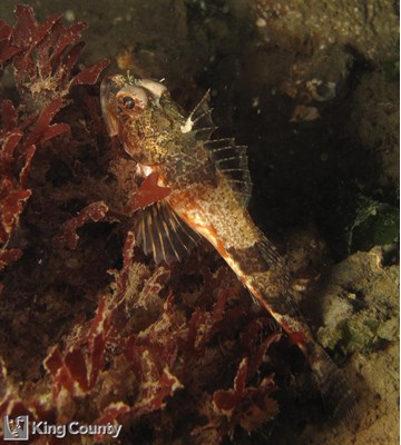 Photo of Chitonotus pugetensis